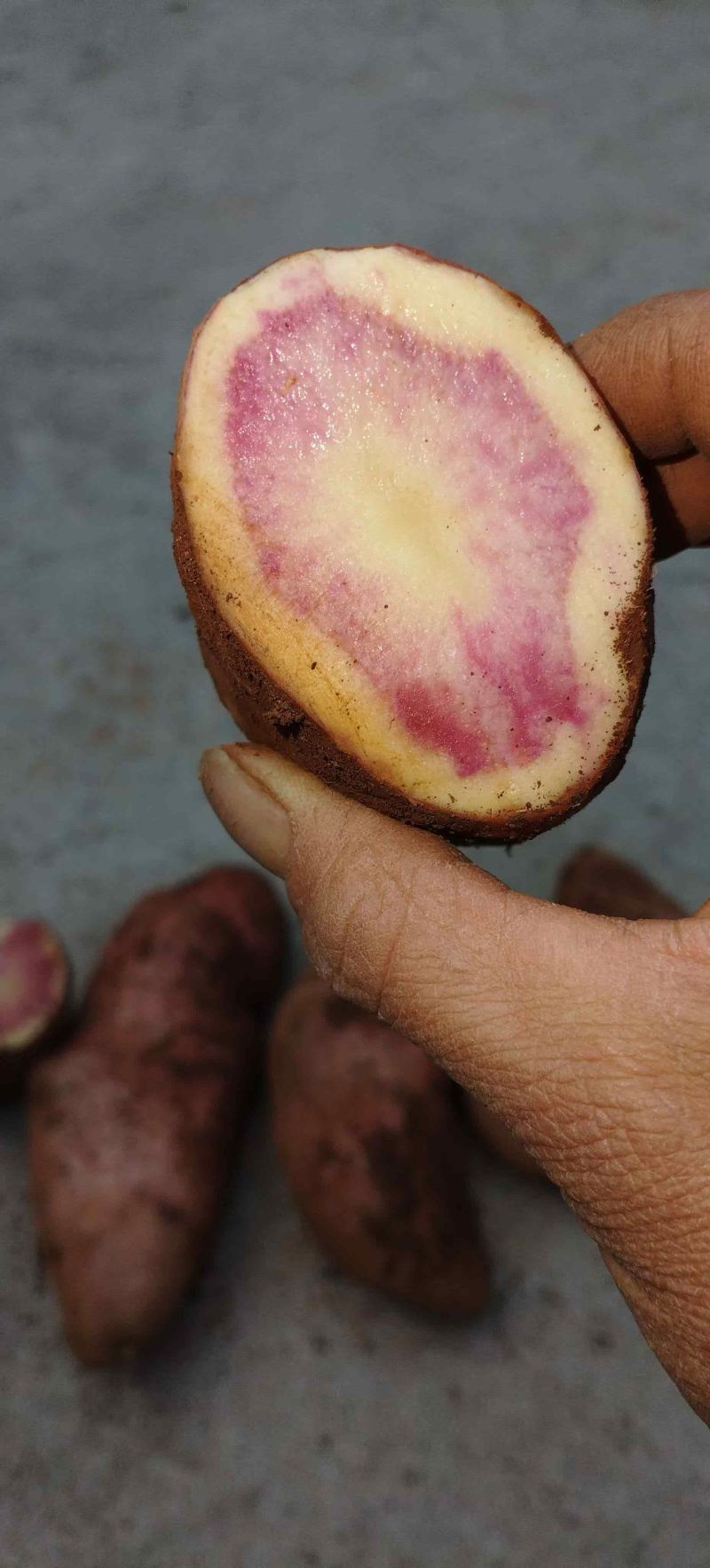 七彩土豆