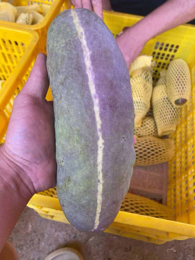 现摘新鲜八月炸，深山原生态八月瓜，果肉软糯爆汁，时令稀罕