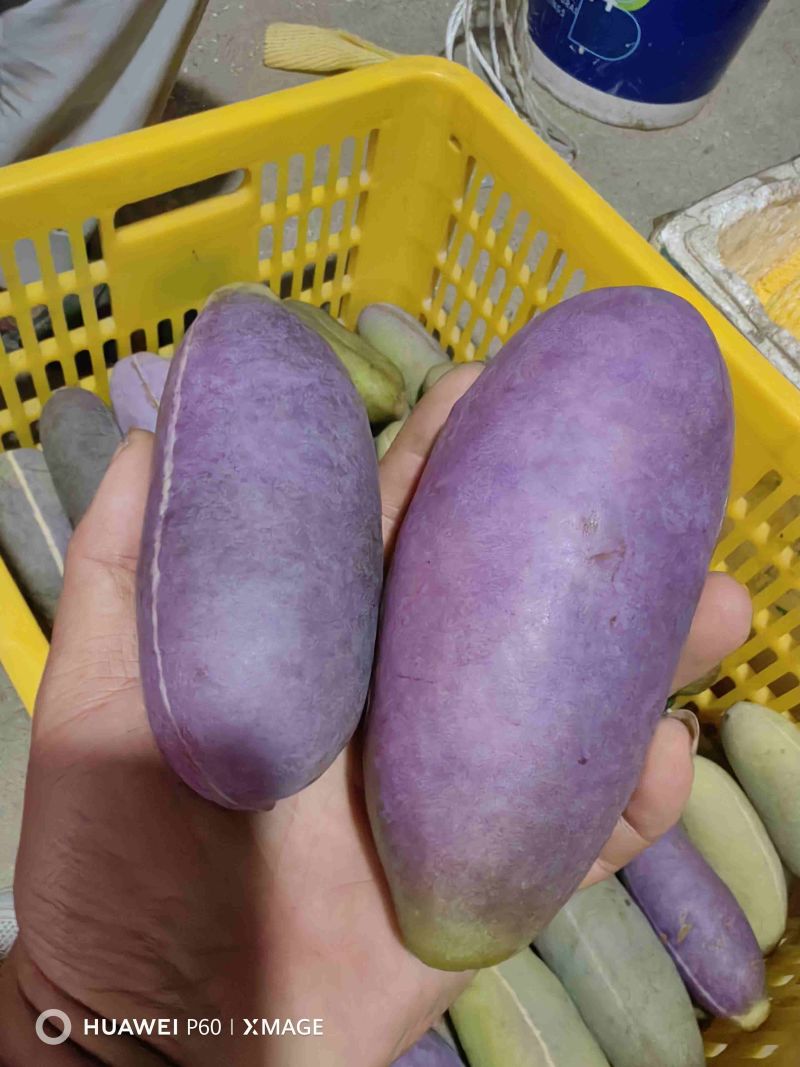 现摘新鲜八月炸，深山原生态八月瓜，果肉软糯爆汁，时令稀罕