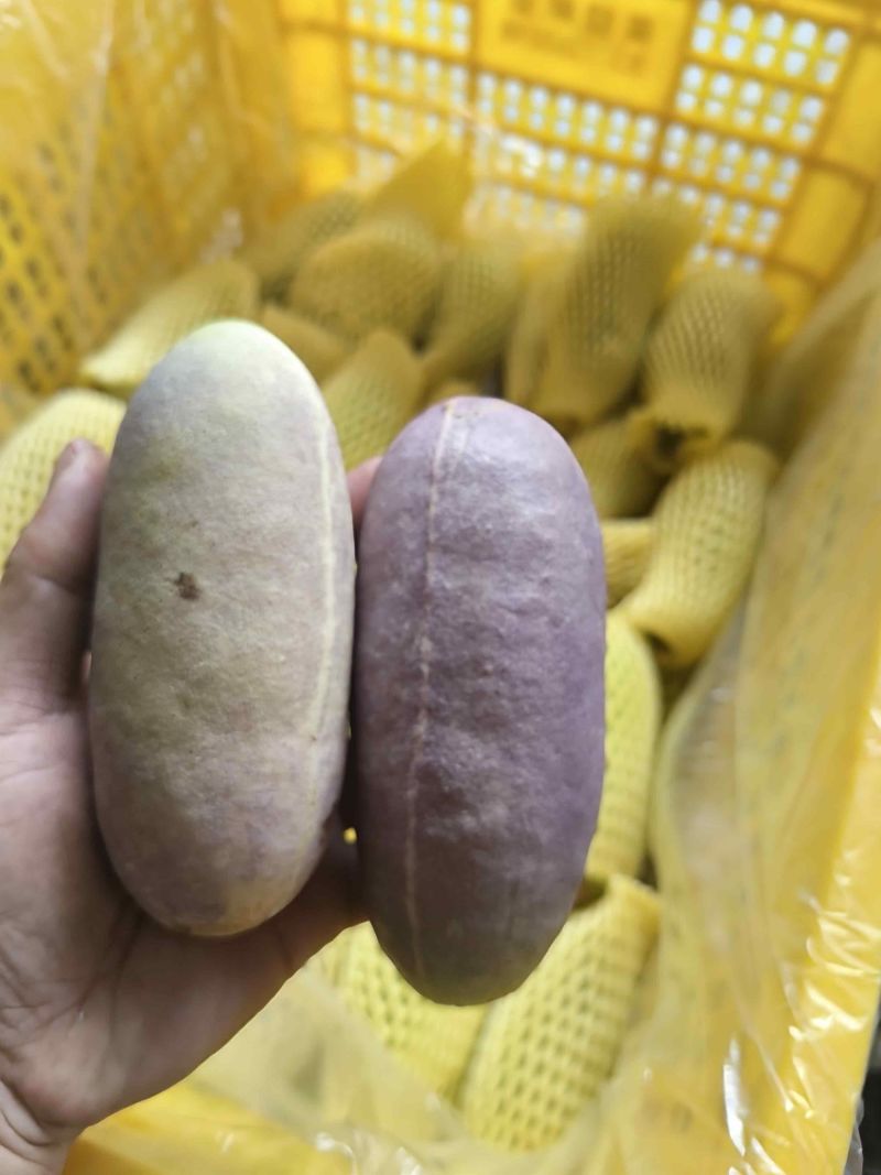 现摘新鲜八月炸，深山原生态八月瓜，果肉软糯爆汁，时令稀罕