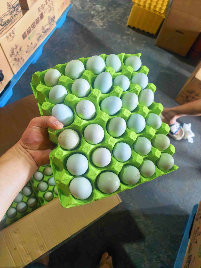 精品绿壳蛋