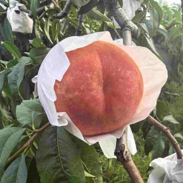 水蜜桃精品果晚福景，基地直销