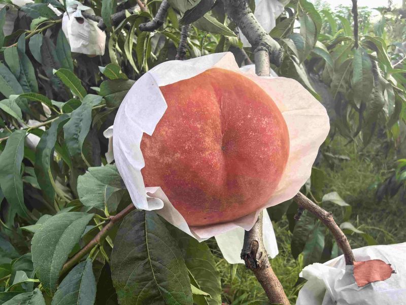 水蜜桃精品果晚福景，基地直销