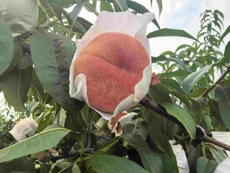 水蜜桃精品果晚福景，基地直销