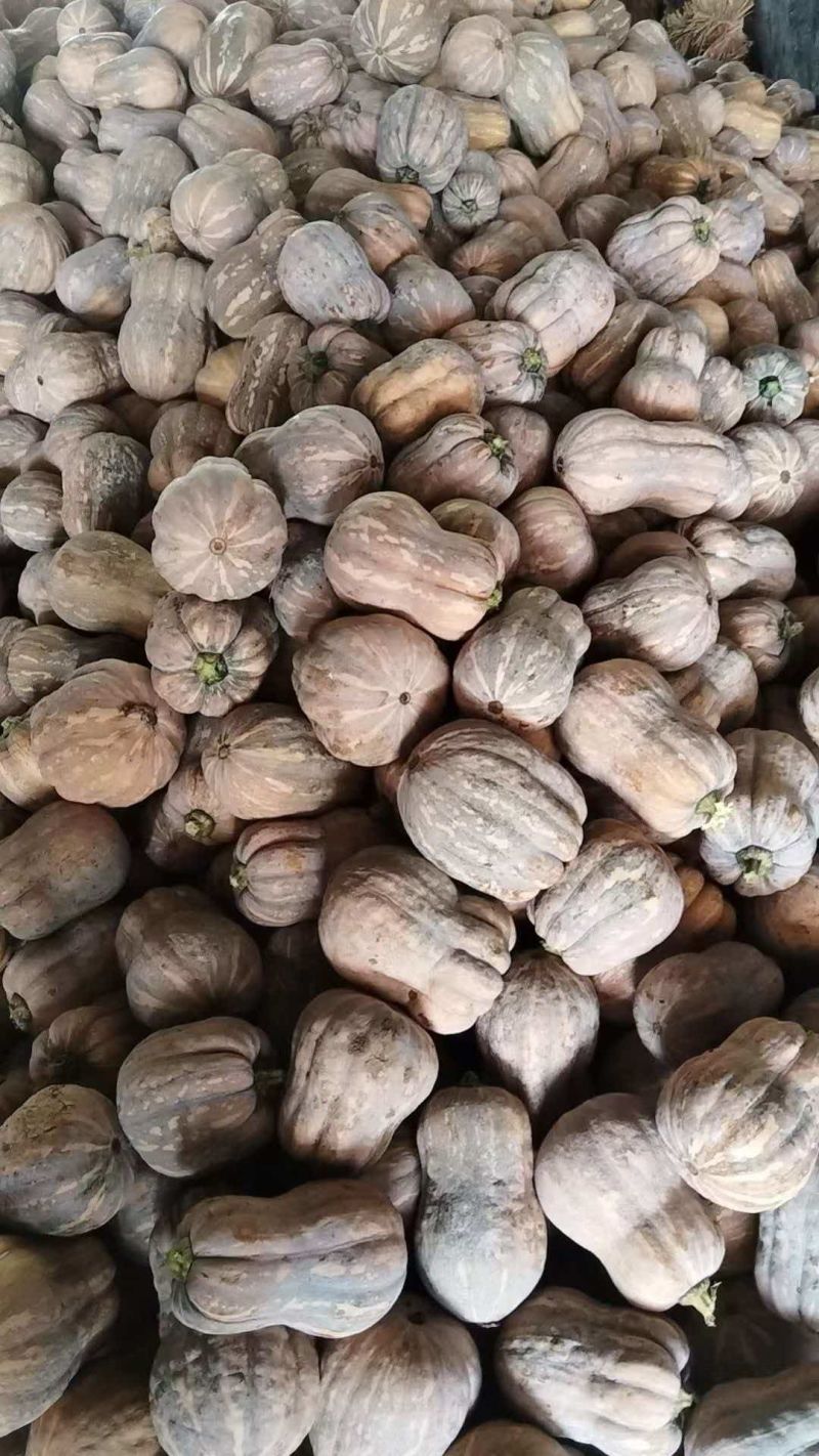 万亩金香南瓜基地大量供应