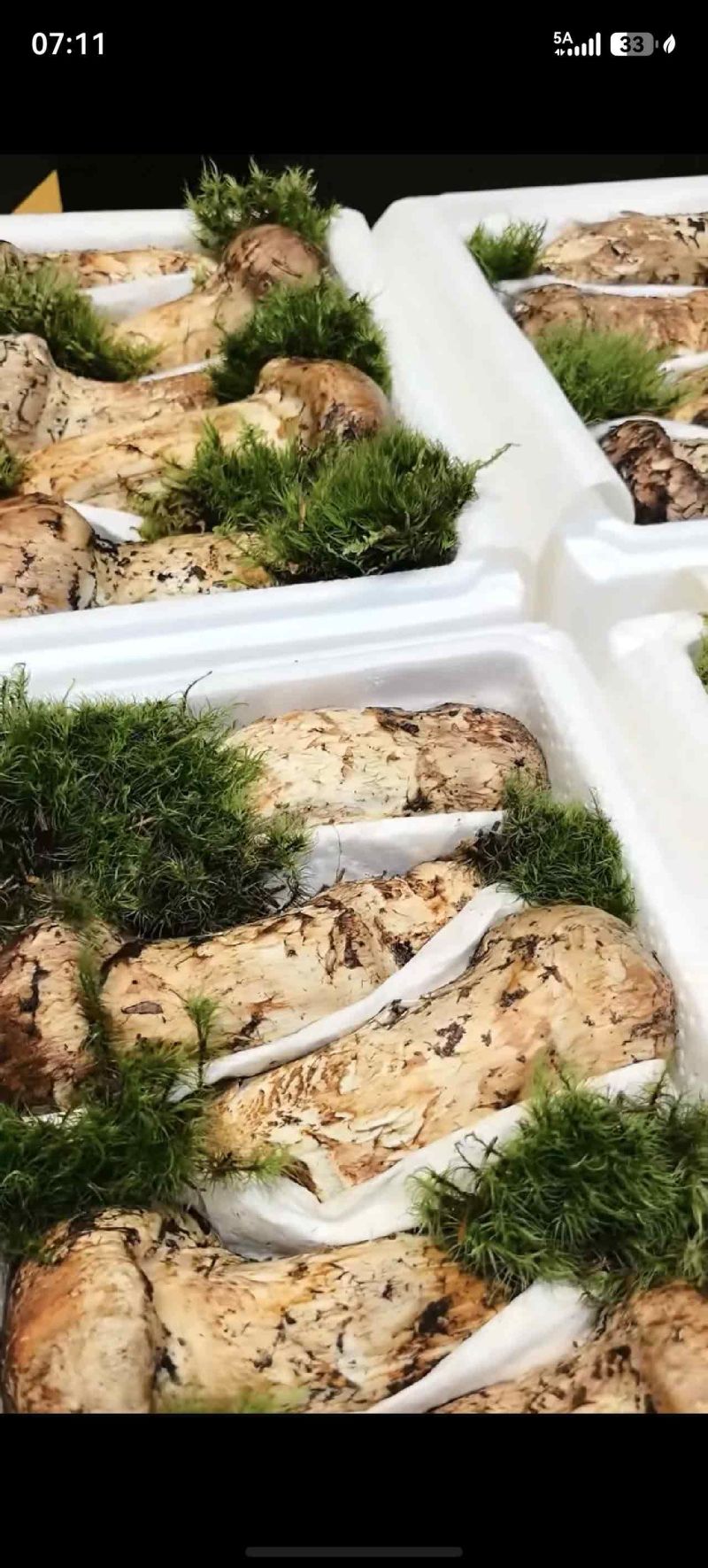 香格里拉松茸大自然馈赠