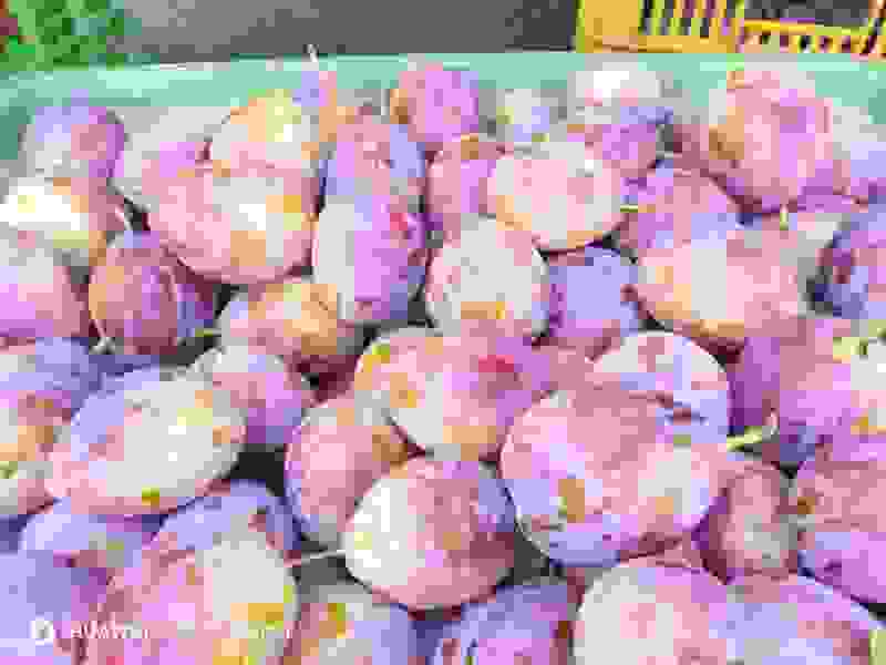 甘肃蓝蜜西梅~法兰西~红西梅