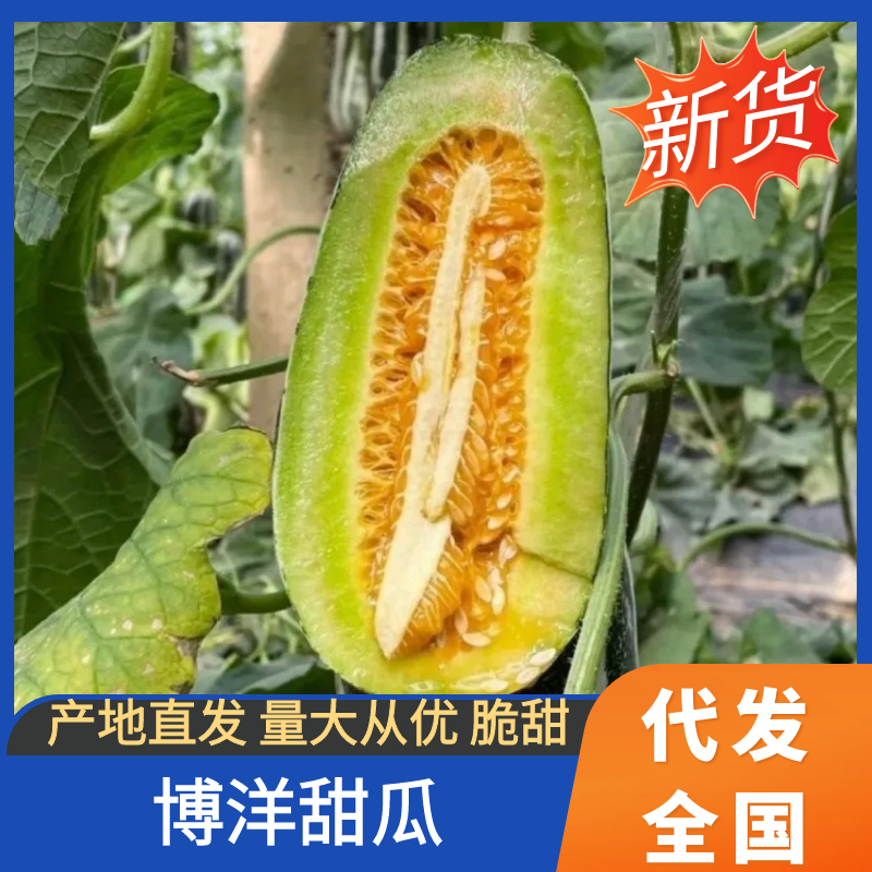 【优选】河北青县博洋甜瓜/现摘现发/当季水果脆甜多汁
