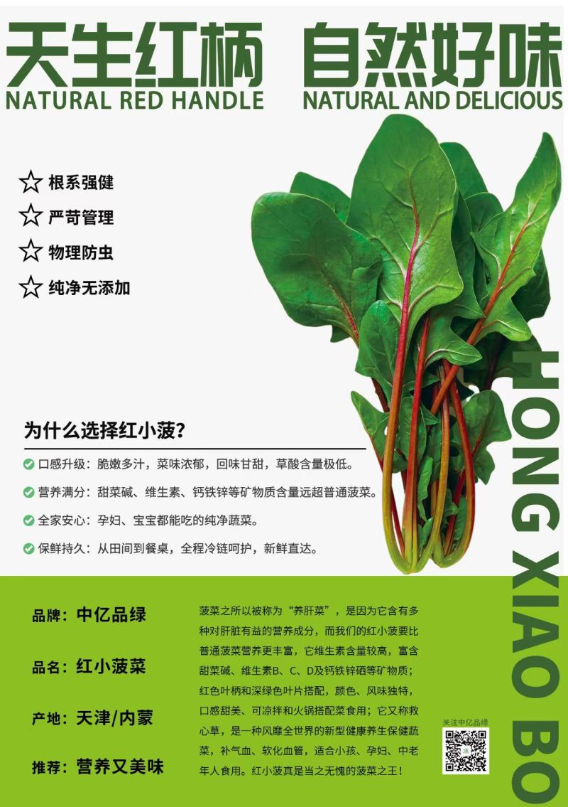 【实力】天津红小波小叶菠菜货源充足，量大从优可视频看货