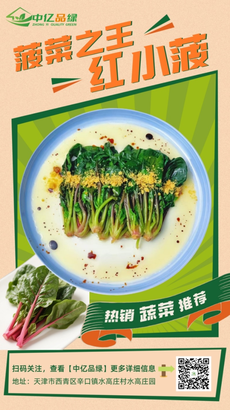 【实力】天津红小波小叶菠菜货源充足，量大从优可视频看货