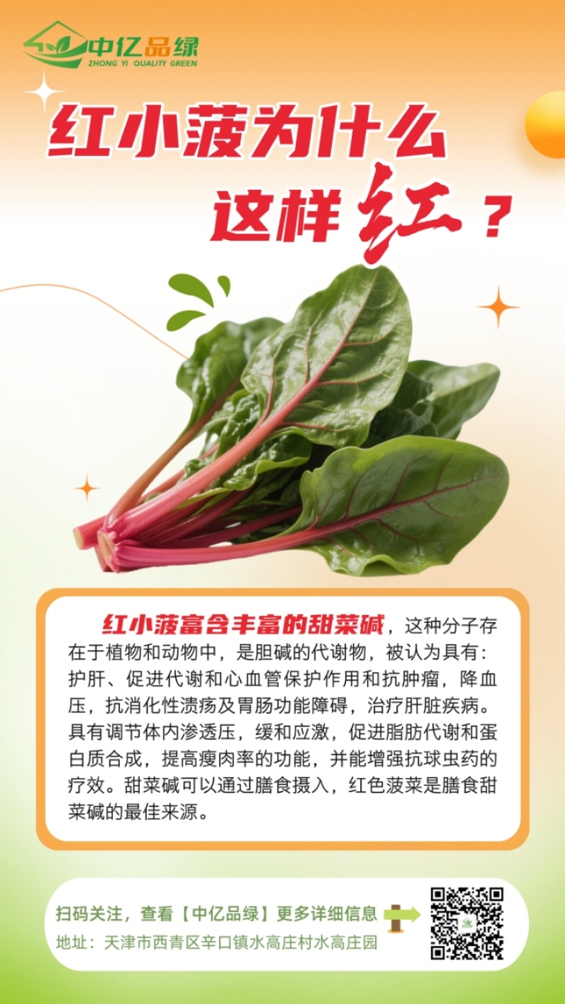 【实力】天津红小波小叶菠菜货源充足，量大从优可视频看货