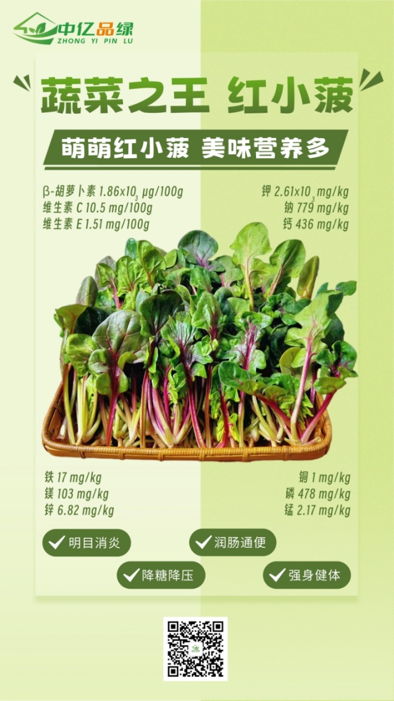 【实力】天津红小波小叶菠菜货源充足，量大从优可视频看货