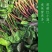 【实力】天津红小波小叶菠菜货源充足，量大从优可视频看货