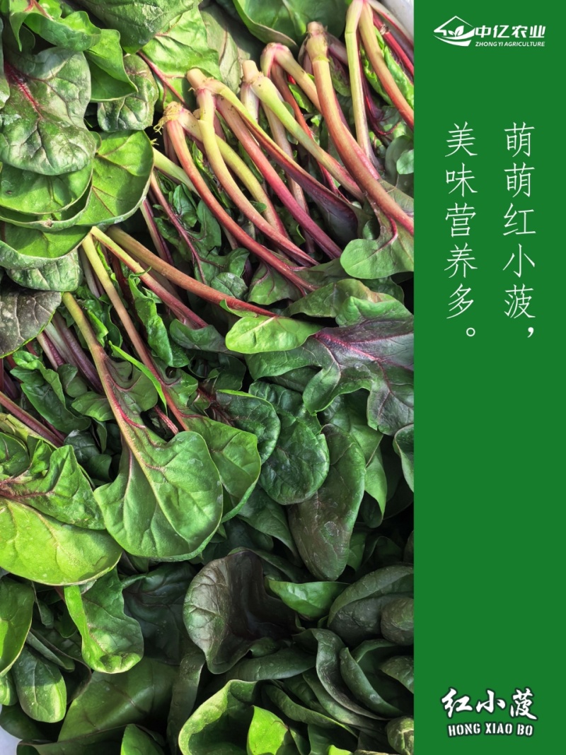 【实力】天津红小波小叶菠菜货源充足，量大从优可视频看货