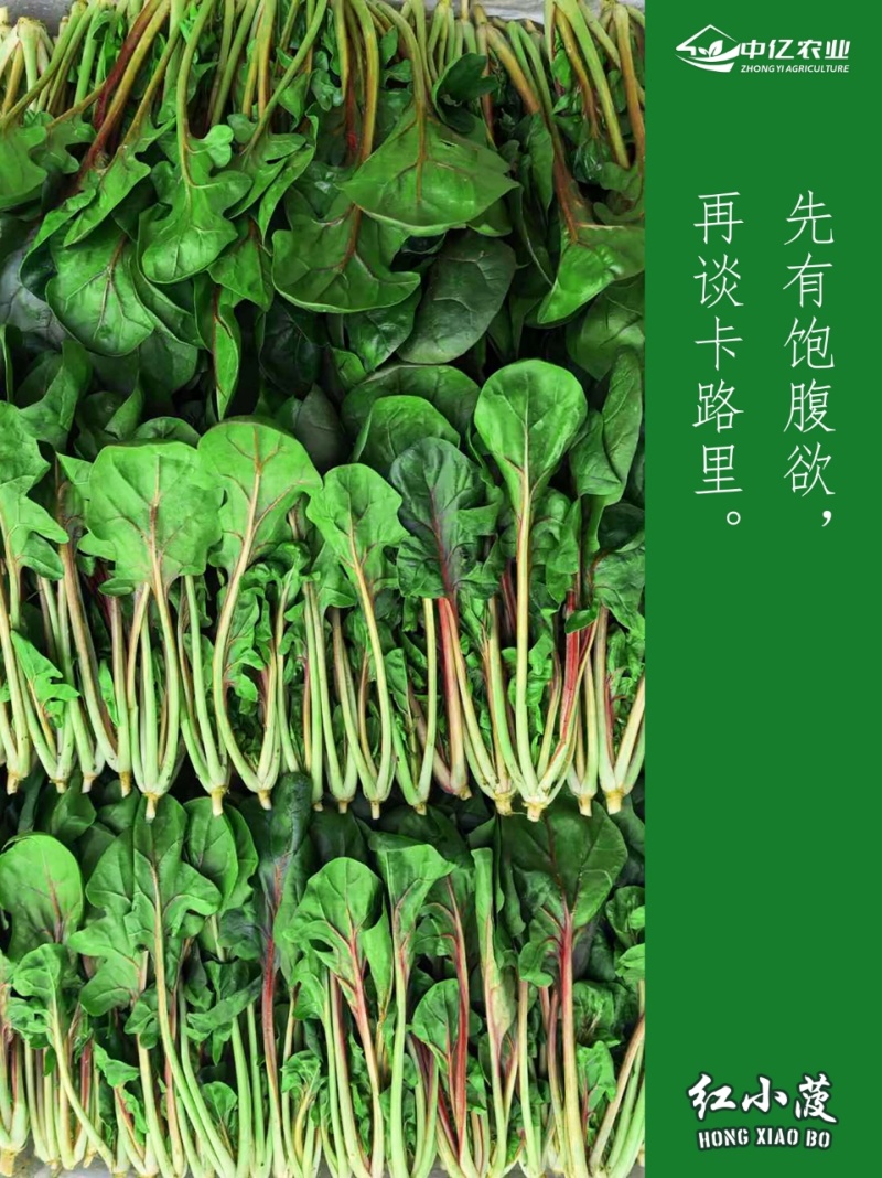 【实力】天津红小波小叶菠菜货源充足，量大从优可视频看货