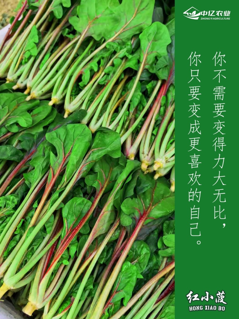 【实力】天津红小波小叶菠菜货源充足，量大从优可视频看货