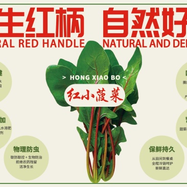 【实力】天津红小波小叶菠菜货源充足，量大从优可视频看货