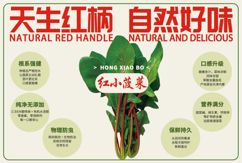 【实力】天津红小波小叶菠菜货源充足，量大从优可视频看货