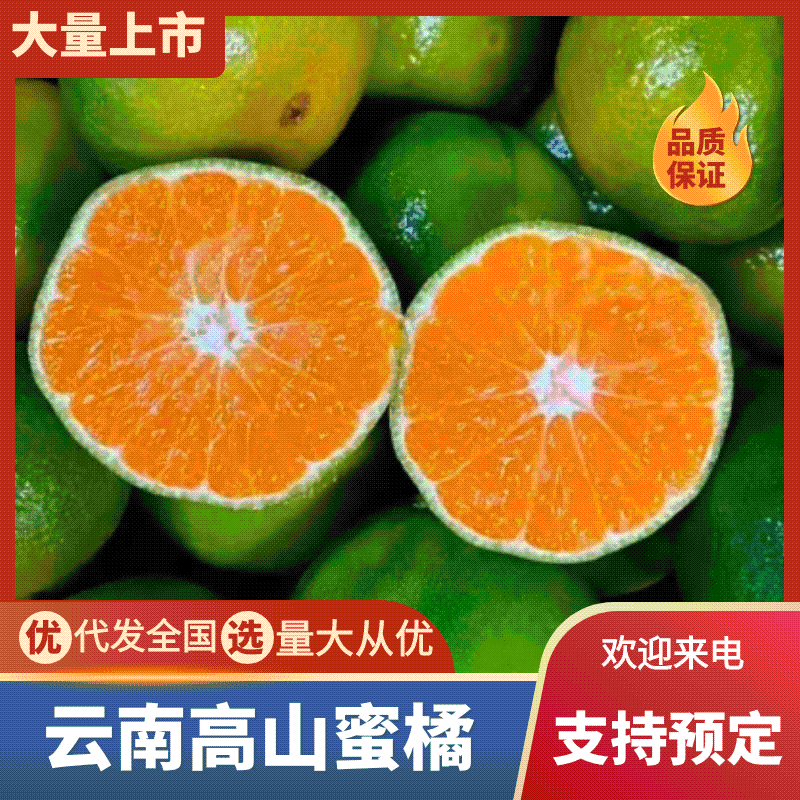 云南高山特早蜜橘柑桔叶桔现摘现发商超品质对接电商团购