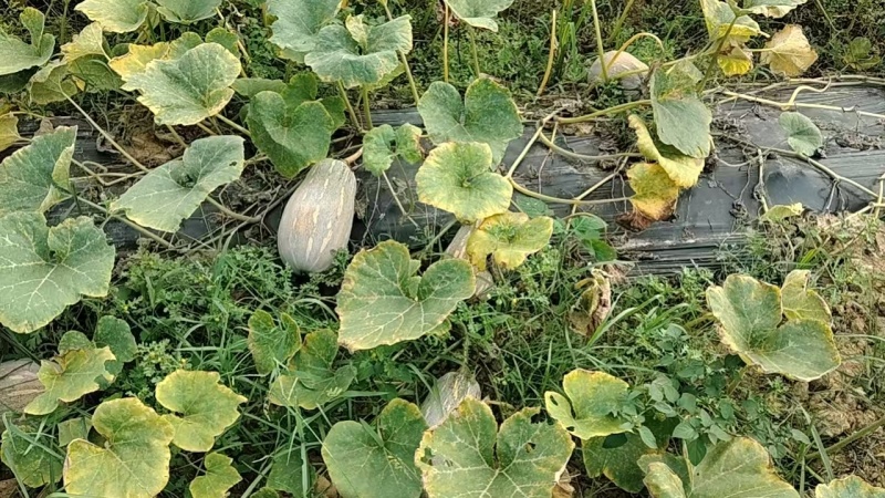 蜜本南瓜产地发货视频看货全国发货
