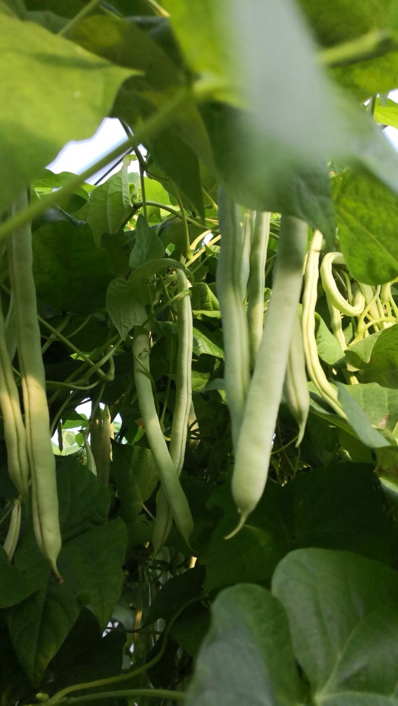 四季豆大量出