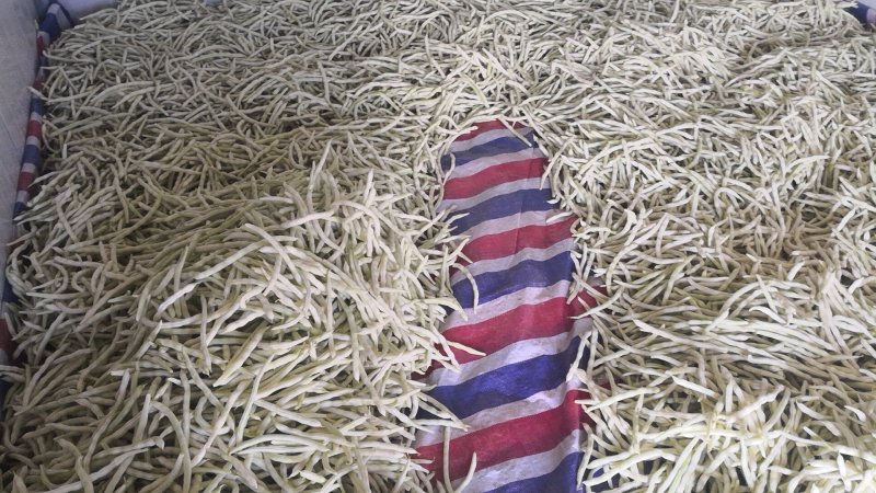 四季豆大量出