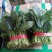 山东聊城大量供应优质菠菜25到30公分左右