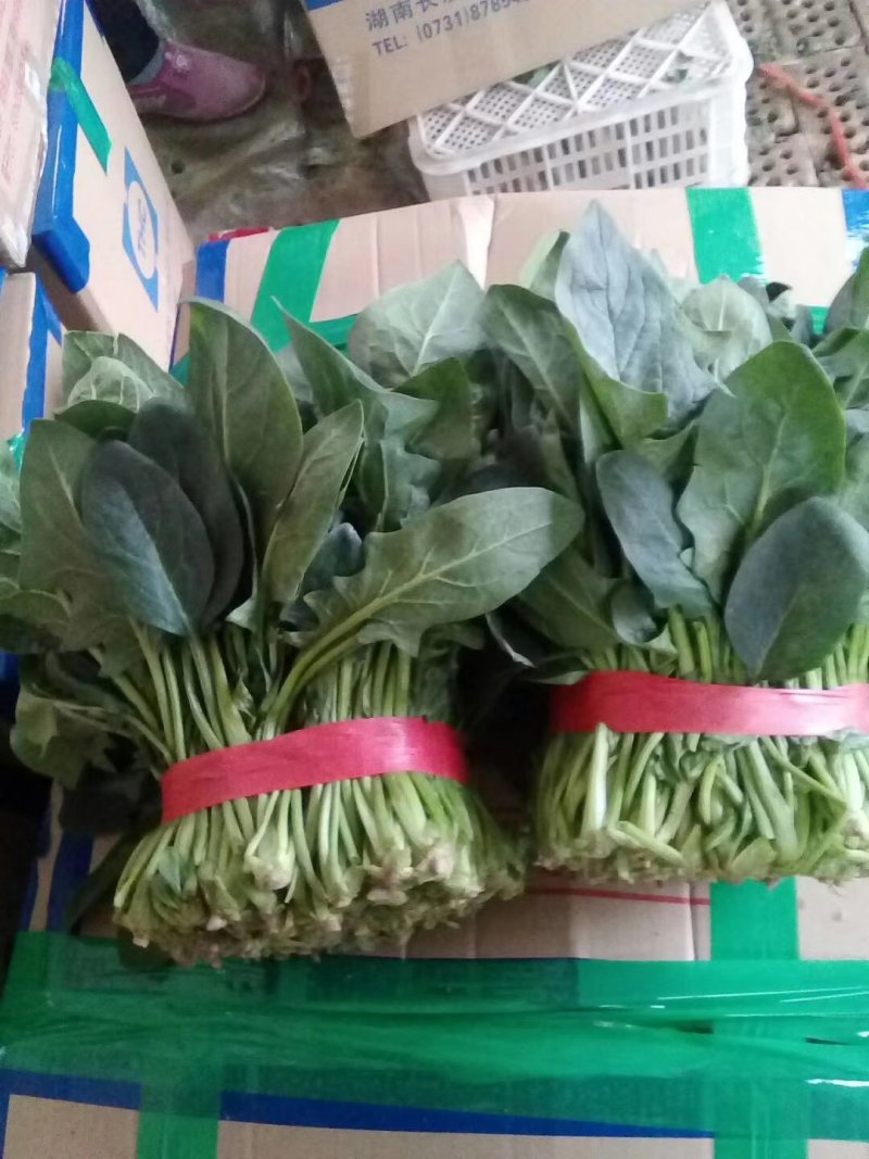 山东聊城大量供应优质菠菜25到30公分左右