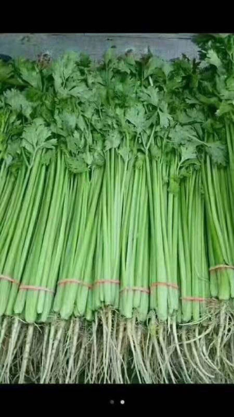 山东聊城大量供应优质菠菜25到30公分左右