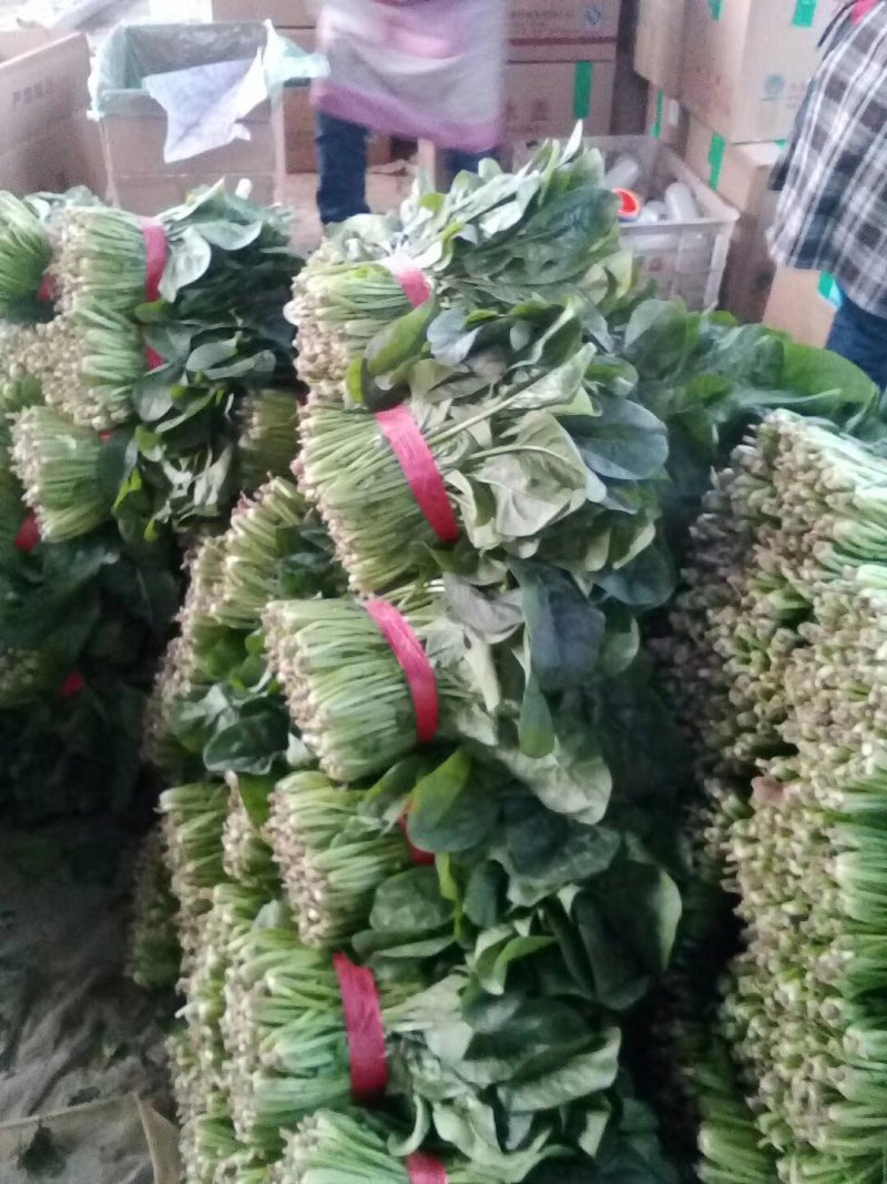 山东聊城大量供应优质菠菜25到30公分左右
