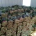 山东聊城大量供应优质菠菜25到30公分左右