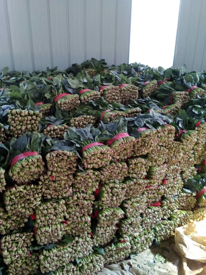 山东聊城大量供应优质菠菜25到30公分左右