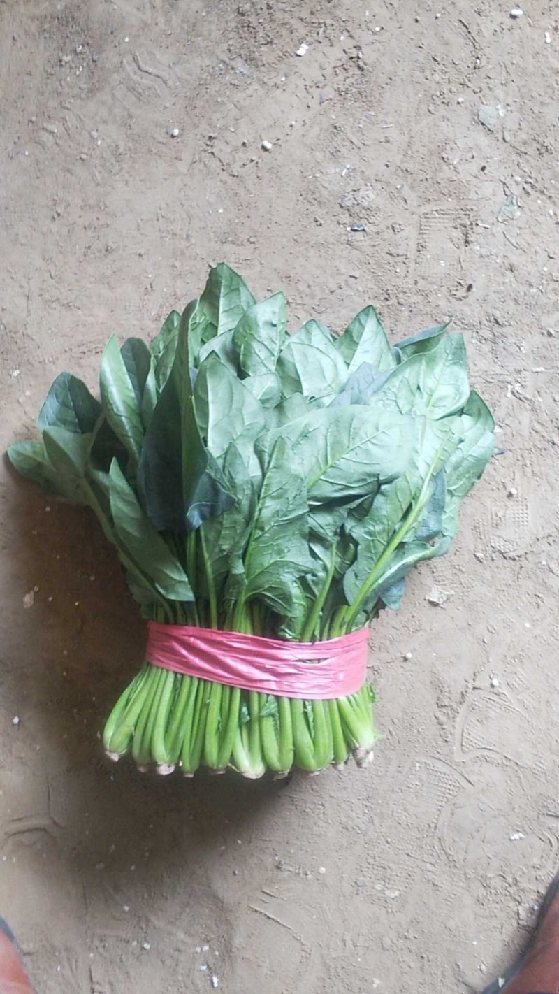 山东聊城大量供应优质菠菜25到30公分左右