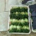 山东聊城大量供应优质菠菜25到30公分左右