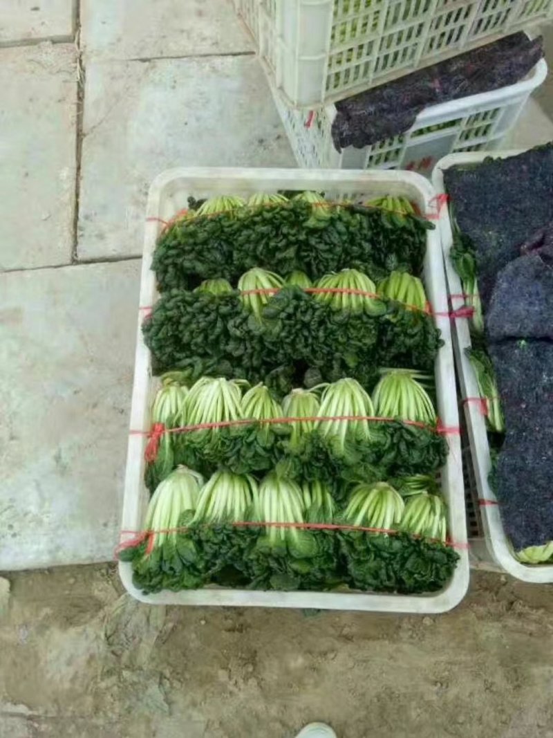 山东聊城大量供应优质菠菜25到30公分左右