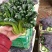 山东聊城大量供应优质菠菜25到30公分左右