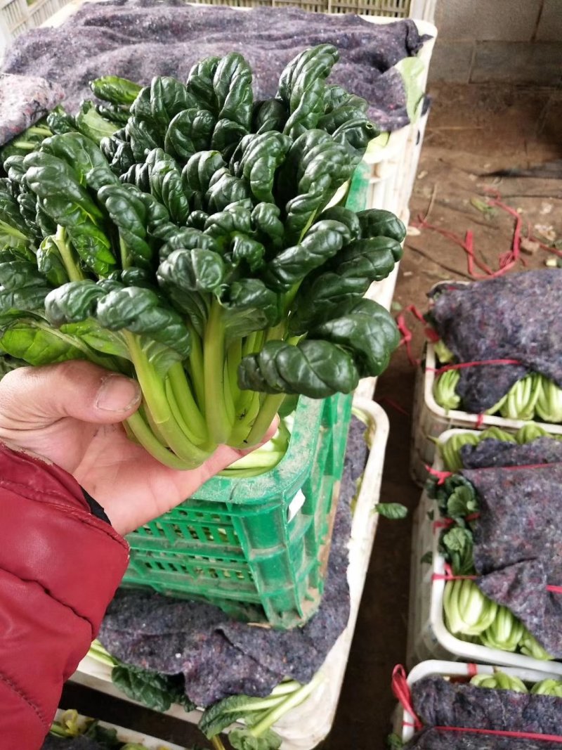 山东聊城大量供应优质菠菜25到30公分左右