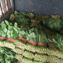 山东聊城大量供应优质菠菜25到30公分左右
