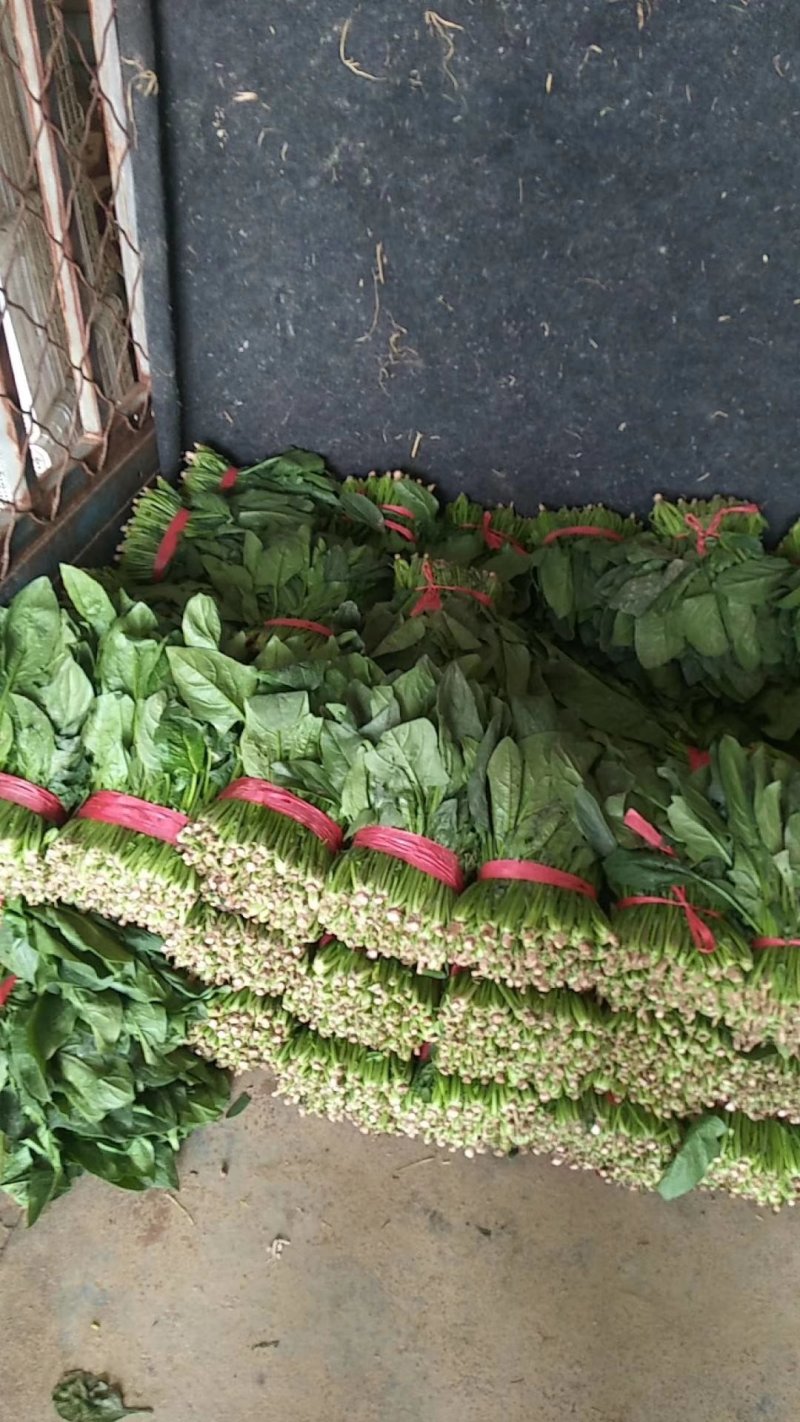山东聊城大量供应优质菠菜25到30公分左右