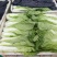 山东聊城大量供应优质菠菜25到30公分左右