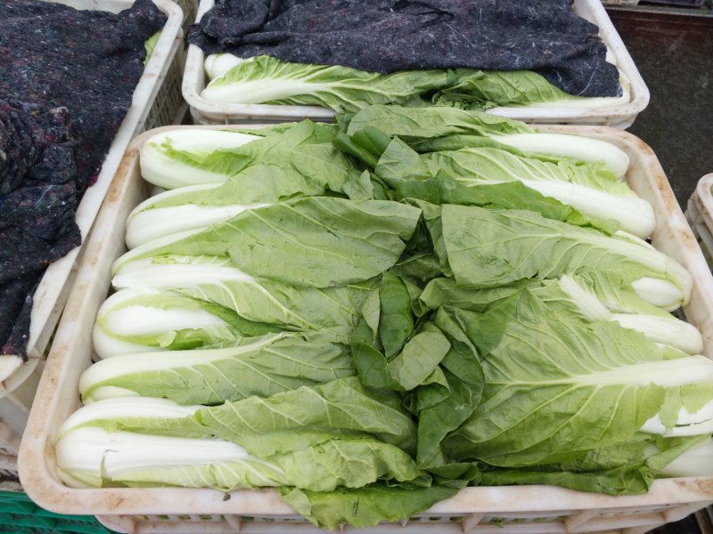 山东聊城大量供应优质菠菜25到30公分左右