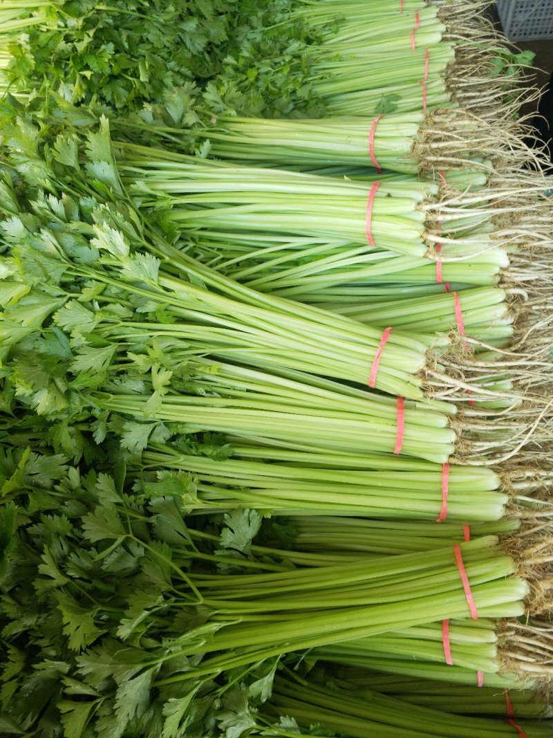 山东聊城大量供应优质菠菜25到30公分左右