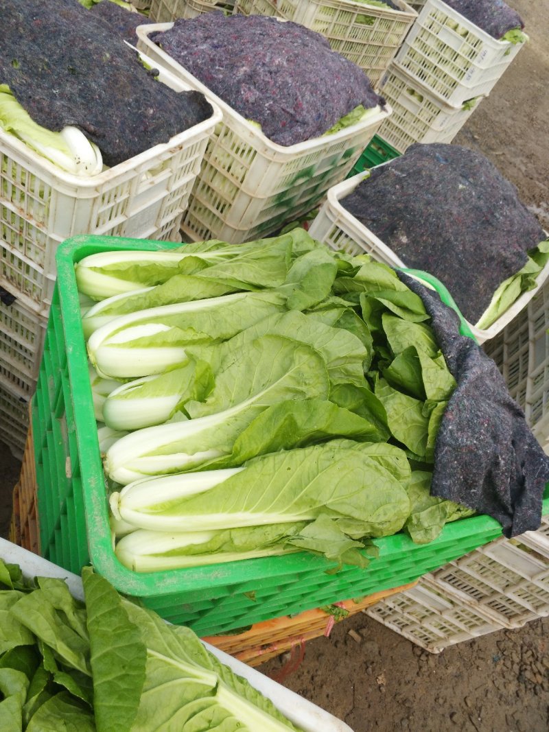 山东聊城大量供应优质菠菜25到30公分左右
