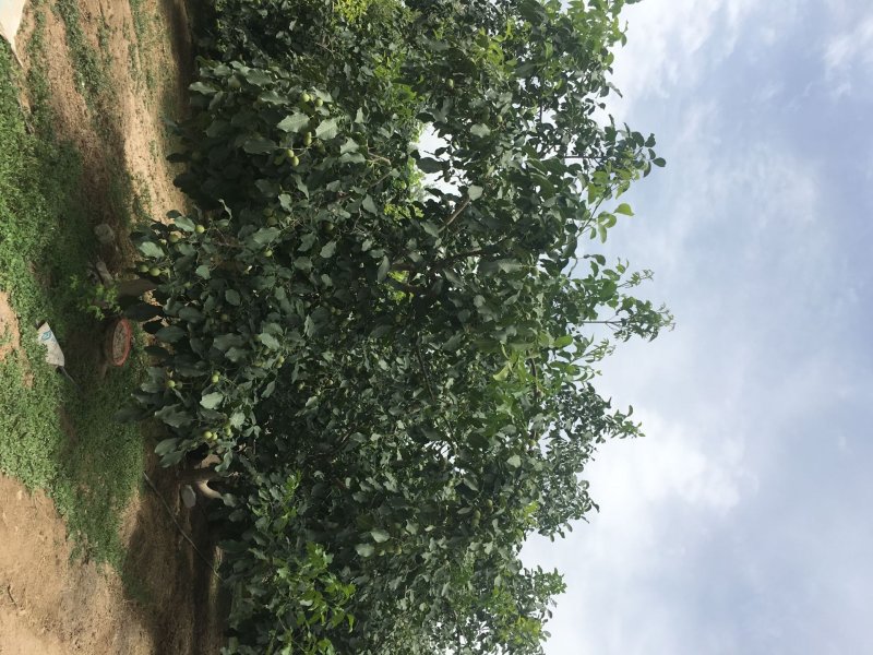纸皮核桃，新疆185纸皮核桃，皮薄肉厚，手捏即开，营养丰