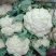青梗松花菜乳白色商品性强批发商采购商