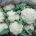 青梗松花菜乳白色商品性强批发商采购商
