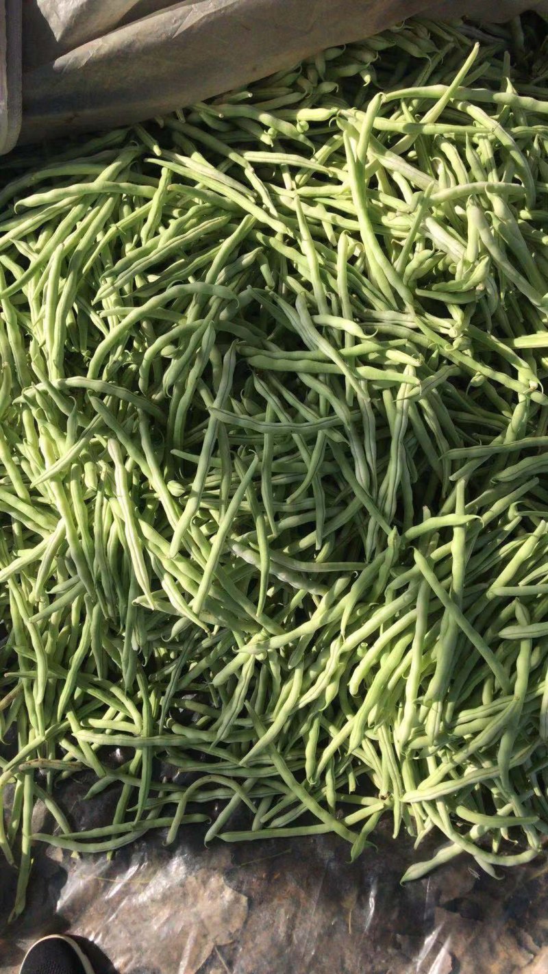 四季豆大量出