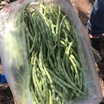 四季豆大量出