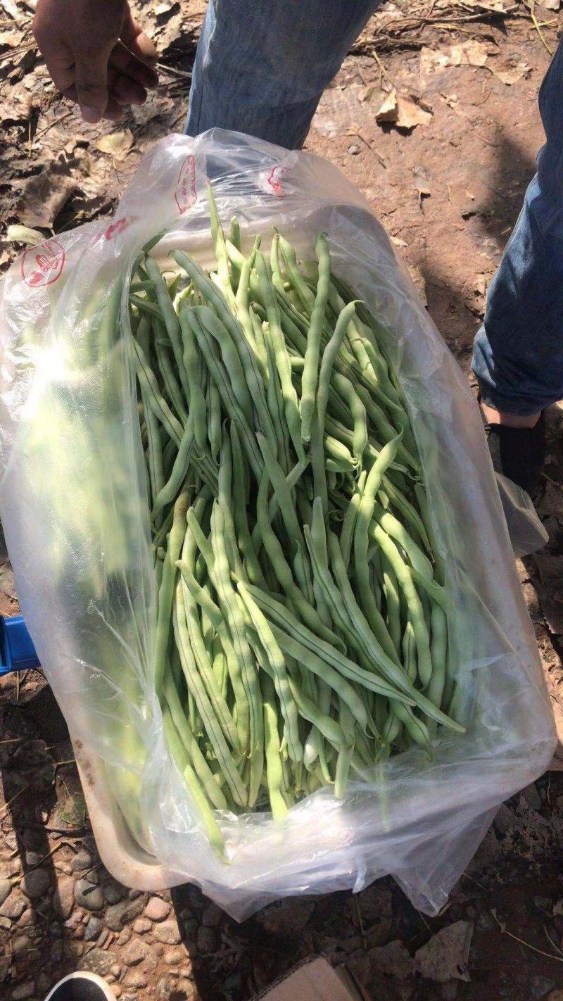 四季豆大量出