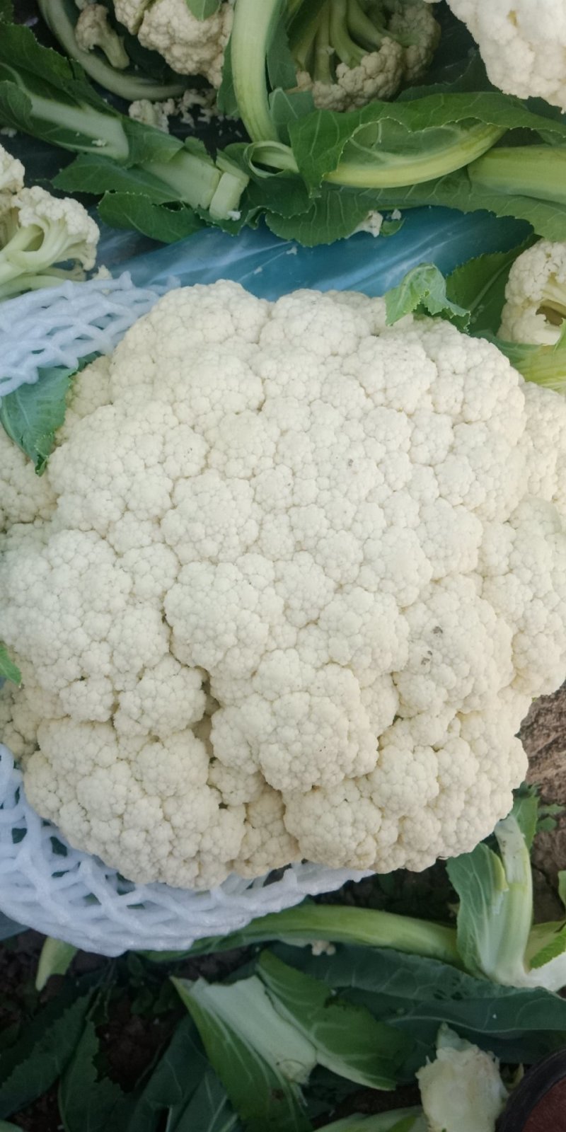 青梗松花菜乳白色商品性强批发商采购商